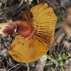 zz agaric (stem; gills not white/cream) at The Pinnacle - 29 Jun 2021 by AlisonMilton