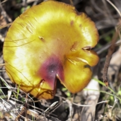 zz agaric (stem; gills not white/cream) at Hawker, ACT - 29 Jun 2021