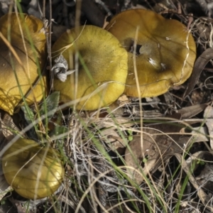 Cortinarius austrovenetus at Hawker, ACT - 29 Jun 2021