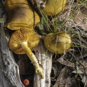 Cortinarius austrovenetus at Hawker, ACT - 29 Jun 2021