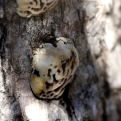 Hexagonia vesparia (Wasp Nest Polypore) at Higgins, ACT - 27 Jun 2021 by AlisonMilton