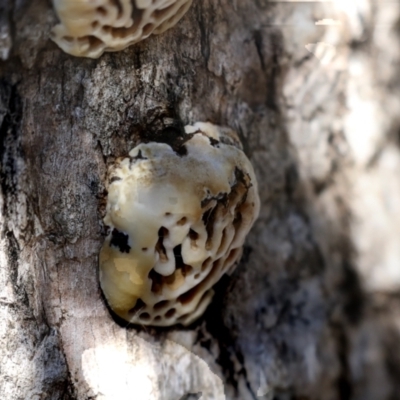 Hexagonia vesparia (Wasp Nest Polypore) at Higgins, ACT - 27 Jun 2021 by AlisonMilton