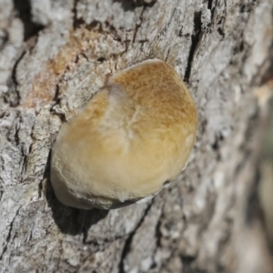 Hexagonia vesparia at Higgins, ACT - 27 Jun 2021