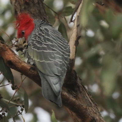 Callocephalon fimbriatum (Gang-gang Cockatoo) at Holt, ACT - 29 Jun 2021 by AlisonMilton