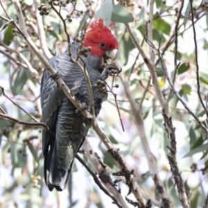 Callocephalon fimbriatum at Hawker, ACT - suppressed