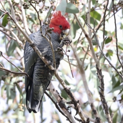 Callocephalon fimbriatum (Gang-gang Cockatoo) at Hawker, ACT - 29 Jun 2021 by AlisonMilton