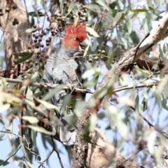 Callocephalon fimbriatum at Hawker, ACT - suppressed