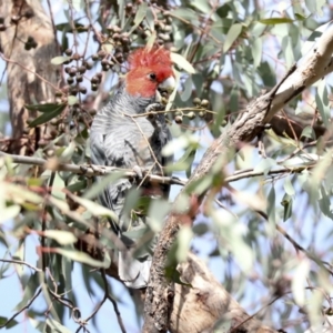 Callocephalon fimbriatum at Hawker, ACT - suppressed