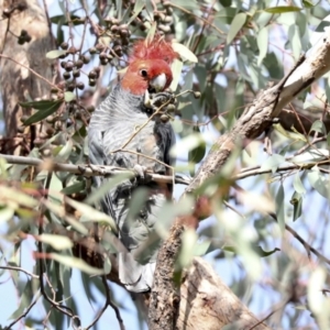 Callocephalon fimbriatum at Hawker, ACT - suppressed