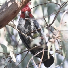 Callocephalon fimbriatum at Hawker, ACT - suppressed