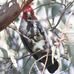 Callocephalon fimbriatum at Hawker, ACT - suppressed