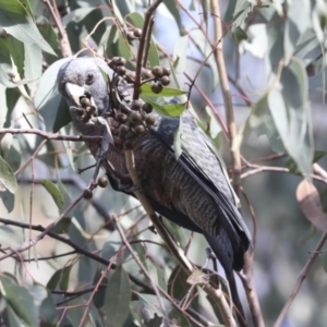 Callocephalon fimbriatum at Hawker, ACT - suppressed