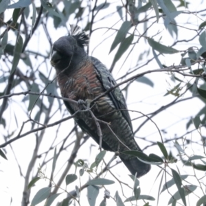 Callocephalon fimbriatum at Hawker, ACT - suppressed