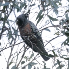 Callocephalon fimbriatum at Hawker, ACT - suppressed