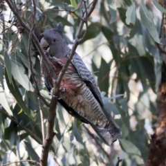 Callocephalon fimbriatum (Gang-gang Cockatoo) at Hawker, ACT - 29 Jun 2021 by AlisonMilton