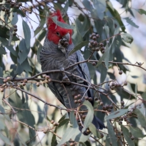 Callocephalon fimbriatum at Hawker, ACT - 29 Jun 2021