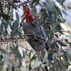 Callocephalon fimbriatum at Hawker, ACT - 29 Jun 2021