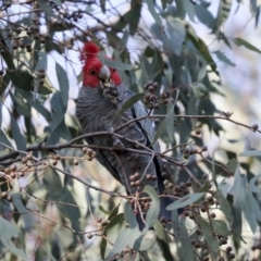 Callocephalon fimbriatum at Hawker, ACT - 29 Jun 2021