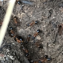 Camponotus consobrinus (Banded sugar ant) at Googong Foreshore - 14 Jun 2021 by Tapirlord