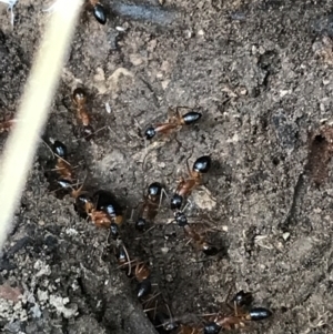 Camponotus consobrinus at Yarrow, NSW - 14 Jun 2021 12:05 PM