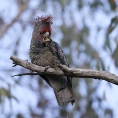 Callocephalon fimbriatum (Gang-gang Cockatoo) at Hawker, ACT - 29 Jun 2021 by AlisonMilton