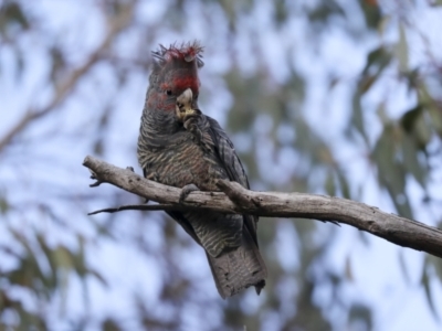 Callocephalon fimbriatum (Gang-gang Cockatoo) at Hawker, ACT - 29 Jun 2021 by AlisonMilton