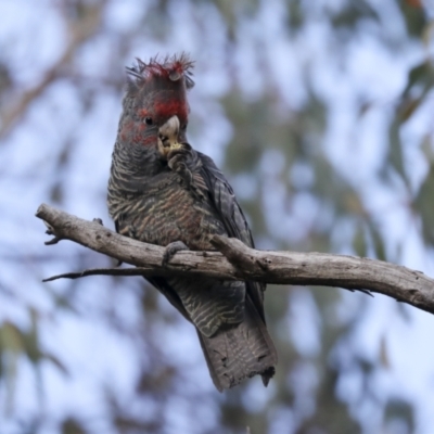 Callocephalon fimbriatum (Gang-gang Cockatoo) at Hawker, ACT - 29 Jun 2021 by AlisonMilton