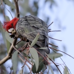 Callocephalon fimbriatum at Hawker, ACT - 29 Jun 2021