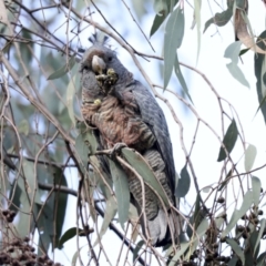 Callocephalon fimbriatum at Hawker, ACT - suppressed