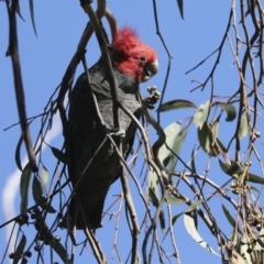 Callocephalon fimbriatum at Hawker, ACT - 29 Jun 2021