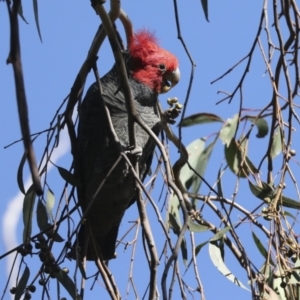 Callocephalon fimbriatum at Hawker, ACT - suppressed