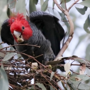 Callocephalon fimbriatum at Hawker, ACT - 29 Jun 2021