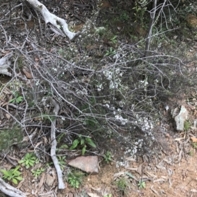 Leucopogon attenuatus (Small-leaved Beard Heath) at Googong Reservoir - 14 Jun 2021 by Tapirlord