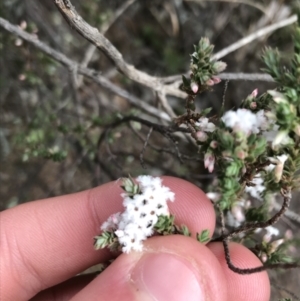 Styphelia attenuata at Yarrow, NSW - 14 Jun 2021