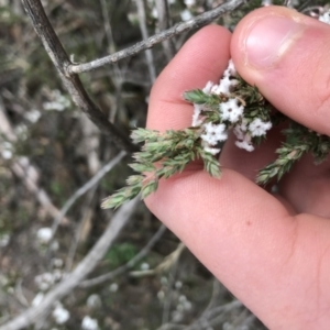 Styphelia attenuata at Yarrow, NSW - 14 Jun 2021