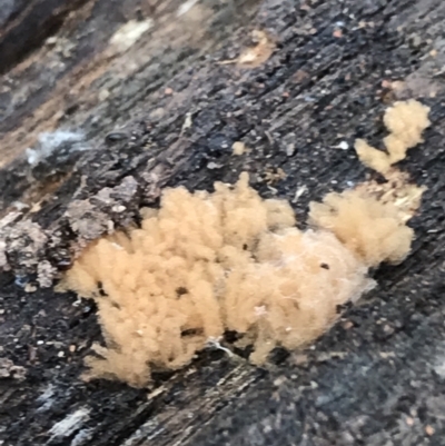 Arcyria sp. (genus) (A slime mould) at Yarrow, NSW - 14 Jun 2021 by Tapirlord