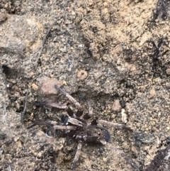 Mituliodon tarantulinus (Prowling Spider) at Googong Reservoir - 14 Jun 2021 by Tapirlord