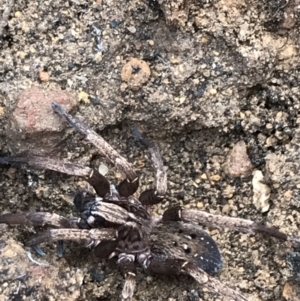 Mituliodon tarantulinus at Yarrow, NSW - 14 Jun 2021