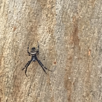 Araneinae (subfamily) (Orb weaver) at Yarrow, NSW - 14 Jun 2021 by Tapirlord