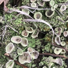 Cladonia sp. (genus) (Cup Lichen) at Yarrow, NSW - 14 Jun 2021 by Tapirlord