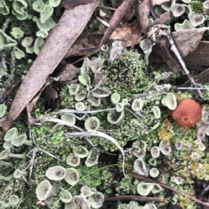 Cladonia sp. (genus) at Yarrow, NSW - 14 Jun 2021