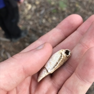 Cherax destructor at Yarrow, NSW - 14 Jun 2021 01:05 PM