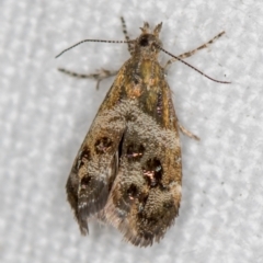 Tebenna micalis (Small Thistle Moth) at Melba, ACT - 7 Dec 2018 by Bron