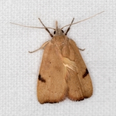 Tortricopsis uncinella (A concealer moth) at Melba, ACT - 7 Dec 2018 by Bron