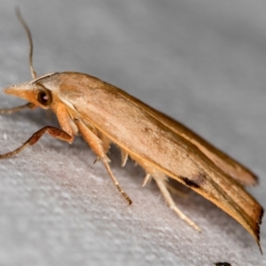 Tortricopsis uncinella at Melba, ACT - 7 Dec 2018 11:07 AM