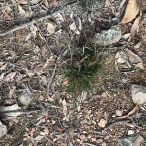 Dillwynia sp. at Yarrow, NSW - 14 Jun 2021