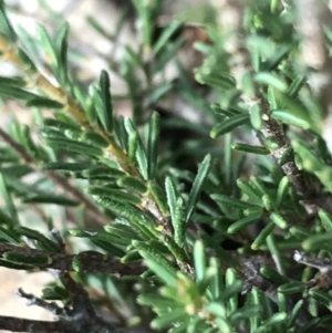 Dillwynia sp. at Yarrow, NSW - 14 Jun 2021