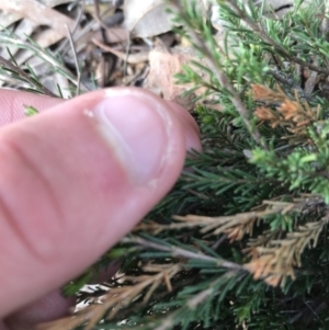 Dillwynia sericea at Yarrow, NSW - 14 Jun 2021 01:14 PM