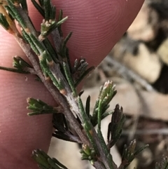 Dillwynia sp. at Yarrow, NSW - 14 Jun 2021