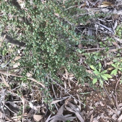 Bursaria spinosa (Native Blackthorn, Sweet Bursaria) at Googong Foreshore - 14 Jun 2021 by Tapirlord